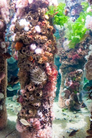 Wharf supports, Monterey Aquarium, California