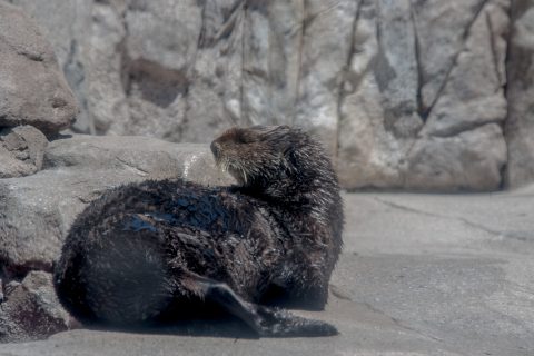 Sea Otters, Monterey Aquarium, California