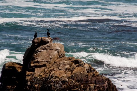 Point Joe, near Monterey, California