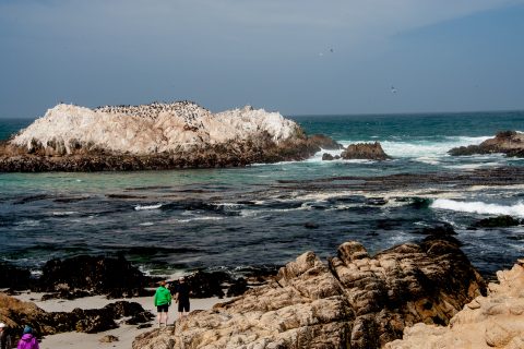 Bird Rock,, near Monterey, California