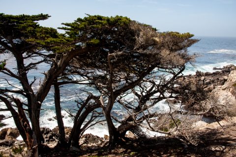 Cypress Point, near Monterey, California