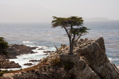 The Lone Cypress, near Monterey, California