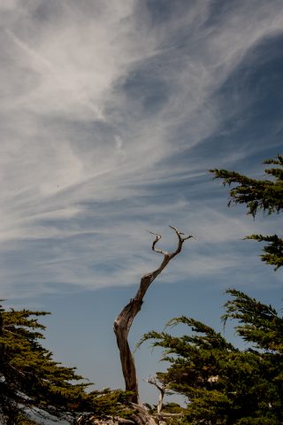 The Ghost Tree, near Monterey, California