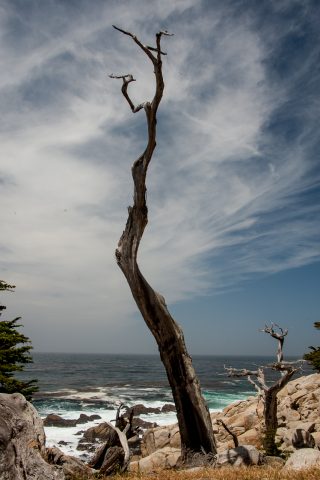The Ghost Tree, near Monterey, California