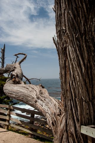 Pescadero Point, near monterey, California
