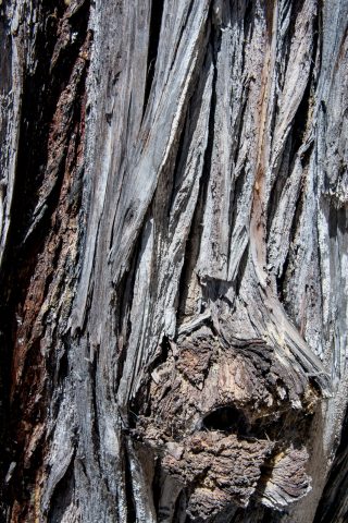 Weathered cypress, Pescadero Point, Monterey, California