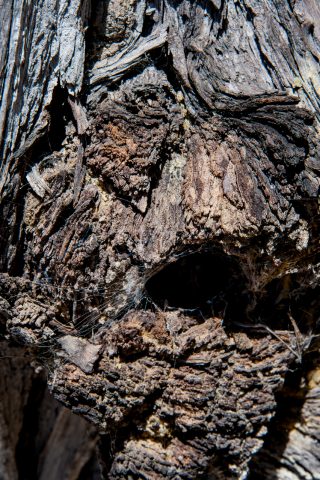 Weathered cypress, Pescadero Point, Monterey, California