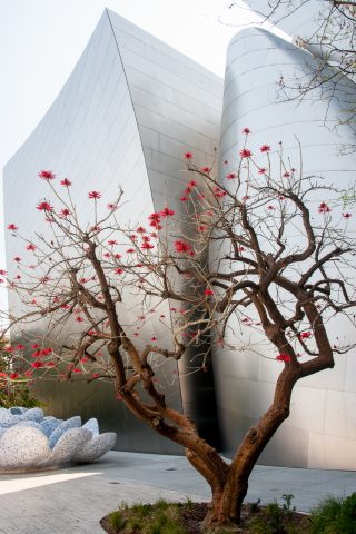 Roof garden, Walt Disney Concert Hall by F Gehry, Los Angeles, C