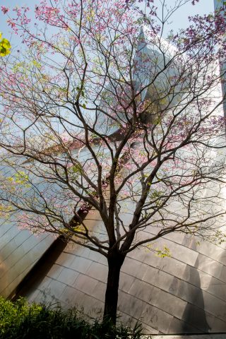 Roof garden, Walt Disney Concert Hall by F Gehry, Los Angeles, C