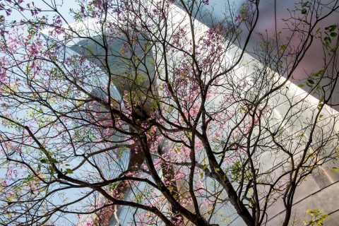 Roof garden, Walt Disney Concert Hall by F Gehry, Los Angeles, C