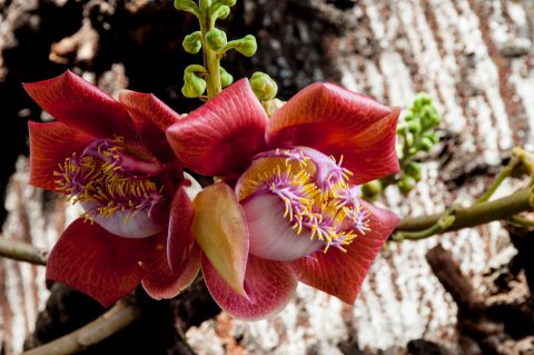 Royal Palace, Phnom Penh