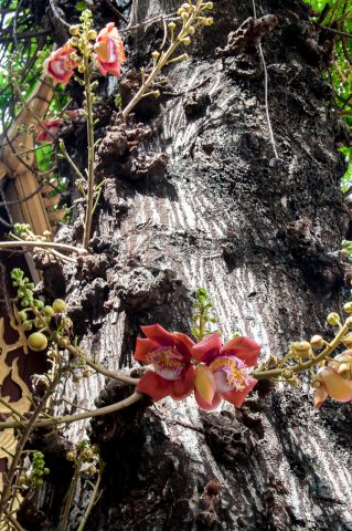 Royal Palace, Phnom Penh