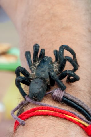 Tarantula, Skuon