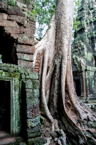 Ta Prohm temple, Angkor Wat