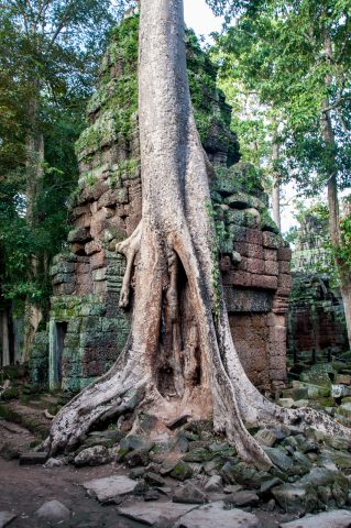 Ta Prohm temple, Angkor Wat