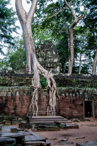Ta Prohm temple, Angkor Wat