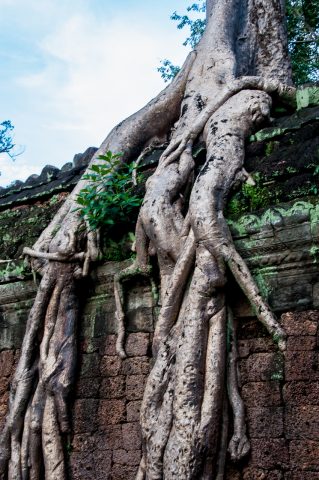 Ta Prohm temple, Angkor Wat