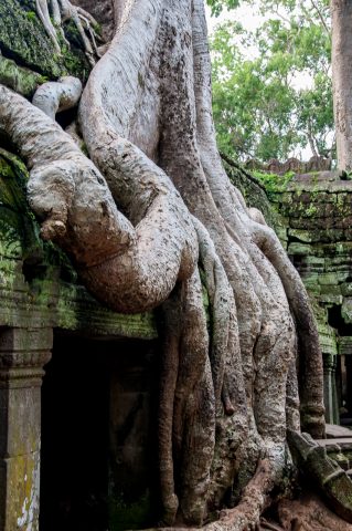 Ta Prohm temple, Angkor Wat
