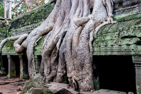 Ta Prohm temple, Angkor Wat