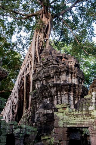 Ta Prohm temple, Angkor Wat
