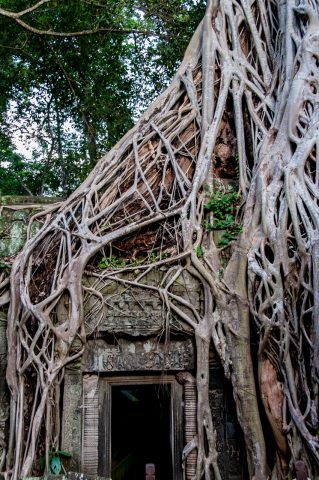 Ta Prohm temple, Angkor Wat