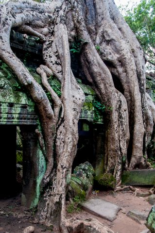Ta Prohm temple, Angkor Wat