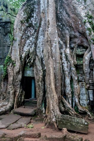 Ta Prohm temple, Angkor Wat