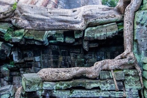 Ta Prohm temple, Angkor Wat