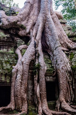 Ta Prohm temple, Angkor Wat