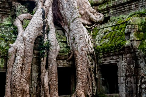 Ta Prohm temple, Angkor Wat
