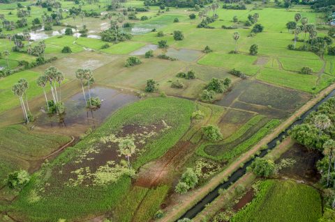 view from balloon, Angkor Wat