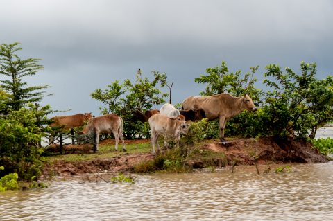 On Tonle Sap Lake, near Siem Reap