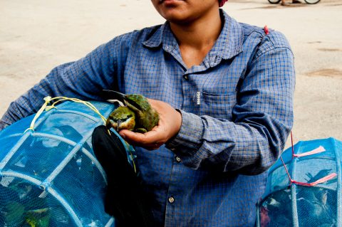Birds to buy to release, Battambang