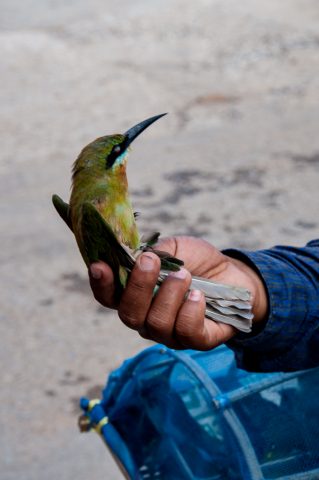 Birds to buy to release, Battambang