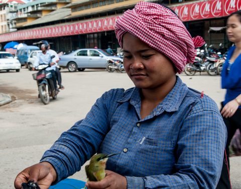 Birds to buy to release, Battambang