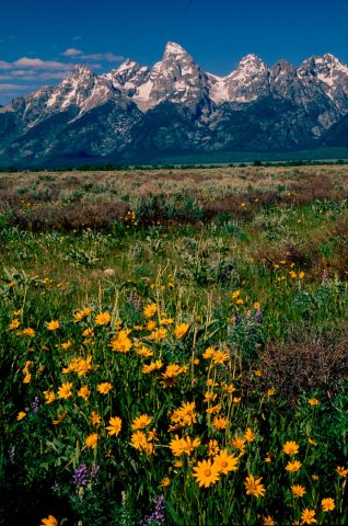 Antelope Flats, Grand Tetons, Wyoming (2000)