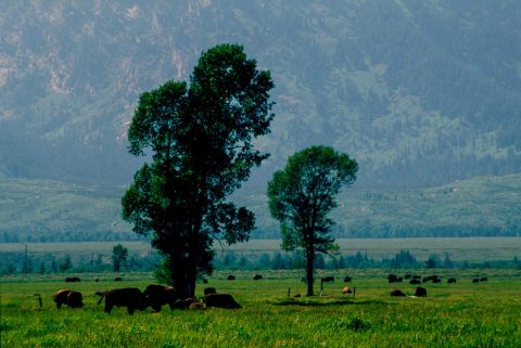 Bison on Antelope Flats, Grand Tetons, Wyoming (2000)