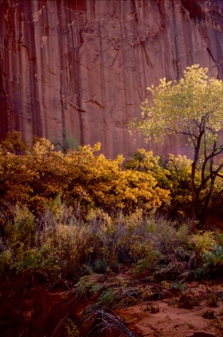 Side canyon, Lake Powell, Utah (1996)