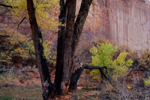 Side canyon, Lake Powell, Utah (1996)