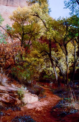 Willow Gulch, Glen Canyon, Utah (1996)