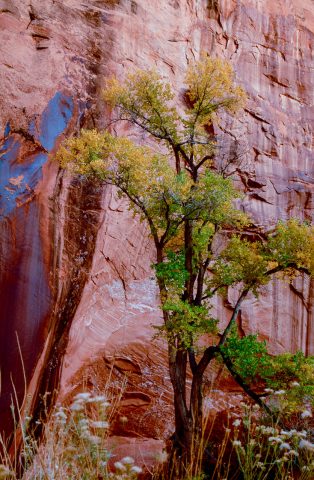 Willow Gulch, Glen Canyon, Utah (1996)