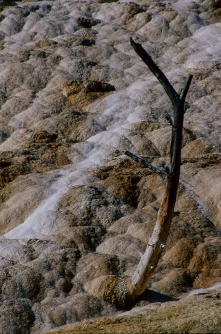 Palette Spring, Mammoth Lower Terrace, Yellowstone, WY (2000)