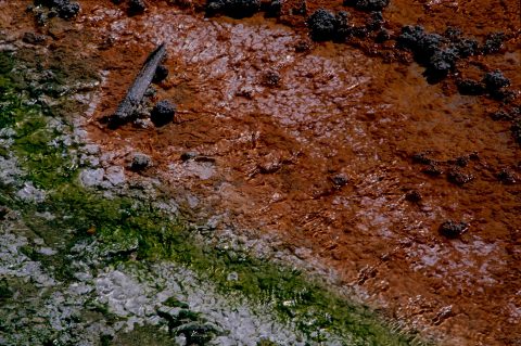 Bacteria Mat, Norris Geyser Basin, Yellowstone WY (2000)