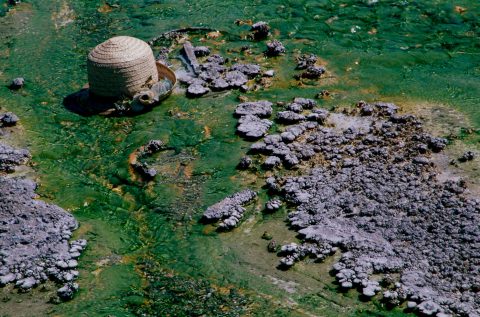 Bacteria Mat & lost hat, Norris Geyser Basin, Yellowstone WY (20