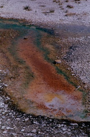 Bacteria Mat, Norris Geyser Basin, Yellowstone WY (2000)