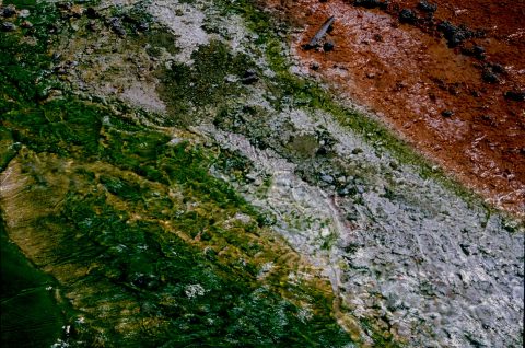Bacteria Mat, Norris Geyser Basin, Yellowstone WY (2000)