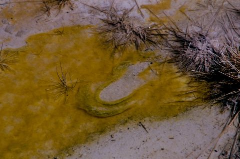 Bacteria Mat, Norris Geyser Basin, Yellowstone WY (2000)