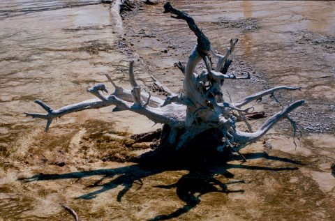Bacteria Mat, Lower Geyser Basin, Yellowstone WY (2000)