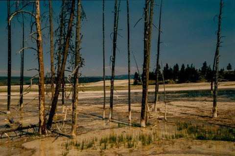 Lower Geyser Basin, Yellowstone WY (2000)