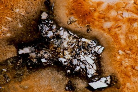 Algae Beds, Grand Prismatic Pool, Midway Basin, Yellowstone WY (